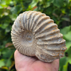 Ammonit - Echtes versteinertes Fossil - 100 Millionen Jahre alt - 12x9x5 cm - NR. 82
