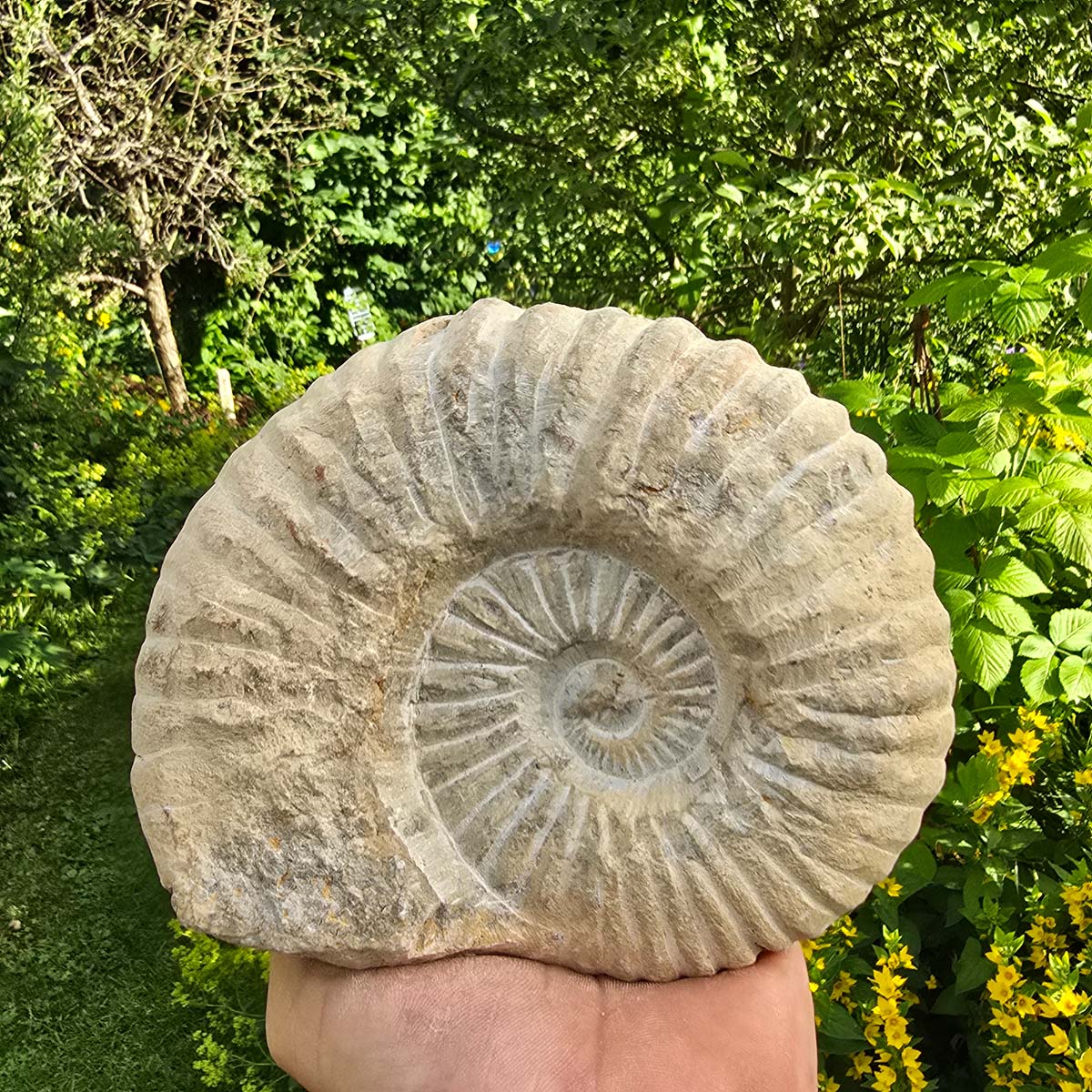Ammonit - Echtes versteinertes Fossil - 100 Millionen Jahre alt - 16x14x5 cm - NR. 15
