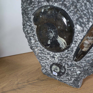 Ammonit - Versteinertes echtes Fossil mit Natursteinsockel, 40 x 25 cm - Nr. 23, detailreiche Ansicht auf Holzoberfläche