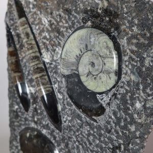 Ammonit - Versteinertes echtes Fossil mit Natursteinsockel, 40 x 25 cm - Nr. 23 auf Natursteinunterlage.