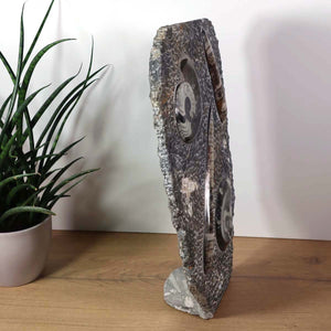 Ammonit - Versteinertes echtes Fossil mit Natursteinsockel, 40 x 26 cm - Nr. 2 auf Holzoberfläche