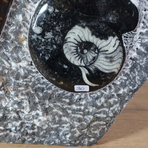 Ammonit - Versteinertes echtes Fossil mit Natursteinsockel, 40 x 26 cm - Nr. 2 auf dunklem Hintergrund.