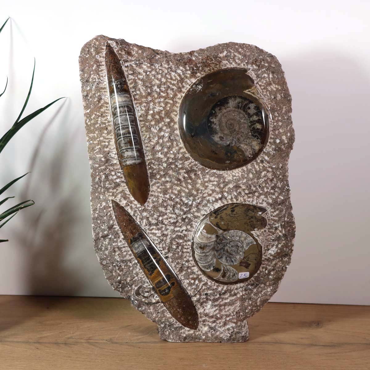 Ammonit - Versteinertes echtes Fossil mit Natursteinsockel, 38 x 27 cm - Nr. 22 auf Holzuntergrund.