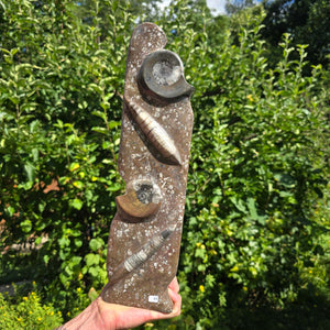 Dekorative handgefertigte Steinskulptur mit Ammoniten und Orthoceras (Fossilien) – 40x10x8cm - Nr. 64