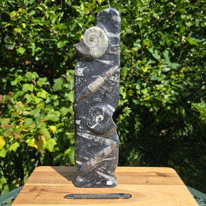 Dekorative handgefertigte Steinskulptur mit Ammoniten und Orthoceren (Fossilien) – 40x10x8cm - Nr. 75 auf Holzunterlage.