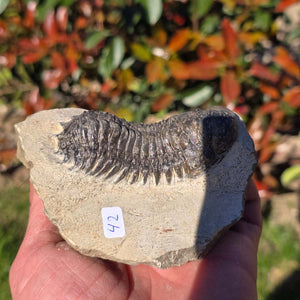Echter Trilobit auf Muttergestein - Fossil aus Marokko – ca. 350 Mio. J., handpräpariert 10x7x5cm Nr. 42.