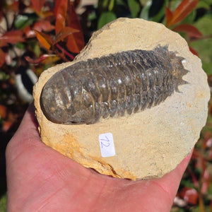Echter Trilobit auf Muttergestein - Fossil aus Marokko – ca. 350 Mio. J., handpräpariert 11x10x6cm Nr. 12