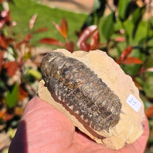 Echter Trilobit auf Muttergestein - Fossil aus Marokko – ca. 350 Mio. J., handpräpariert 10x6x5cm Nr. 21.