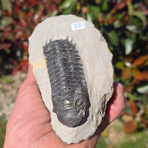 Echter Trilobit auf Muttergestein - Fossil aus Marokko – ca. 350 Mio. J., handpräpariert 12x8x5cm Nr. 35