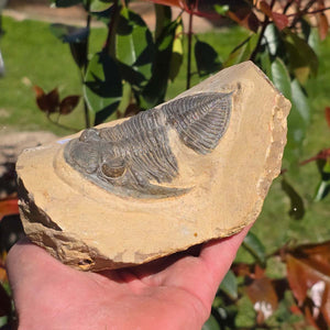 Echter Trilobit auf Muttergestein - Fossil aus Marokko – ca. 350 Mio. J., handpräpariert 14x10x6cm Nr. 8