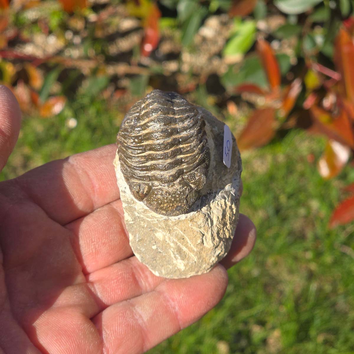 Echter Trilobit auf Muttergestein - Fossil aus Marokko – ca. 350 Mio. J., handpräpariert 6x5x3cm Nr. 50 in Hand gehalten