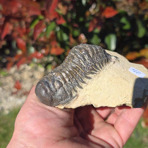 Echter Trilobit auf Muttergestein - Fossil aus Marokko – ca. 350 Mio. J., handpräpariert 8x10x4cm Nr. 40.