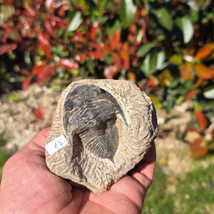Echter Trilobit auf Muttergestein - Fossil aus Marokko – ca. 350 Mio. J., handpräpariert 8x7x5cm Nr. 37