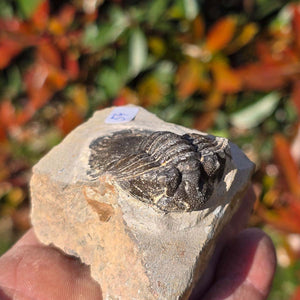 Echter Trilobit auf Muttergestein - Fossil aus Marokko – ca. 350 Mio. J., handpräpariert 8x6x5cm Nr. 54