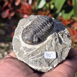 Echter Trilobit auf Muttergestein - Fossil aus Marokko – ca. 350 Mio. J., handpräpariert 8x8x4cm Nr. 46 auf Stein