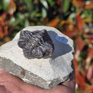 Echter Trilobit auf Muttergestein - Fossil aus Marokko – ca. 350 Mio. J., handpräpariert 8x7x5cm Nr. 55