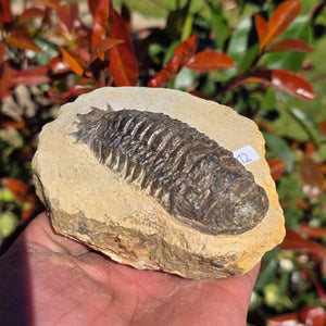 Echter Trilobit auf Muttergestein - Fossil aus Marokko – ca. 350 Mio. J., handpräpariert 11x10x6cm Nr. 12