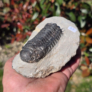Echter Trilobit auf Muttergestein - Fossil aus Marokko – ca. 350 Mio. J., handpräpariert 12x8x5cm Nr. 35