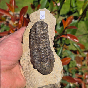 Echter Trilobit auf Muttergestein - Fossil aus Marokko – ca. 350 Mio. J., handpräpariert 14x7x6cm Nr. 13