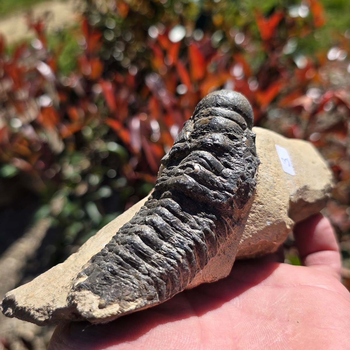 Echter Trilobit auf Muttergestein - Fossil aus Marokko – ca. 350 Mio. J., handpräpariert 15x5x6cm Nr. 3, exquisite Details sichtbar.