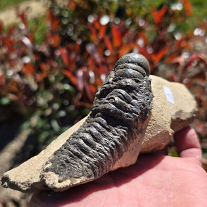 Echter Trilobit auf Muttergestein - Fossil aus Marokko – ca. 350 Mio. J., handpräpariert 15x5x6cm Nr. 3