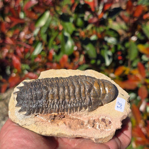 Echter Trilobit auf Muttergestein - Fossil aus Marokko – ca. 350 Mio. J., handpräpariert 11x7x5cm Nr. 38