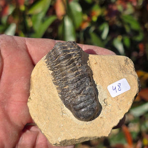 Echter Trilobit auf Muttergestein - Fossil aus Marokko – ca. 350 Mio. J., handpräpariert 7x8x4cm Nr. 48. Faszination der Erdgeschichte.