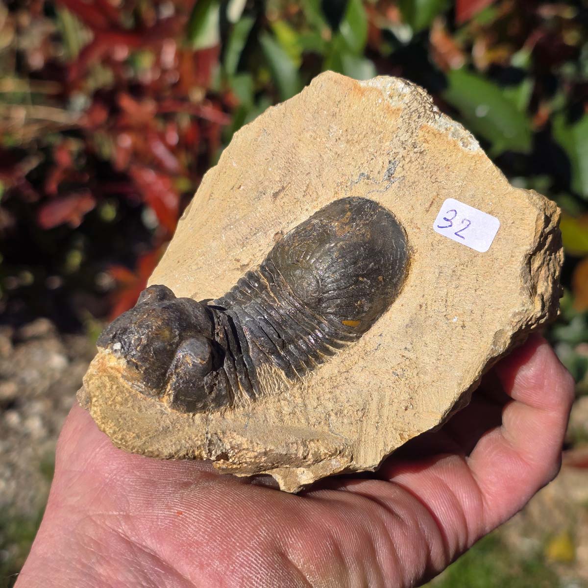 Echter Trilobit auf Muttergestein - Fossil aus Marokko – ca. 350 Mio. J., handpräpariert 10x9x5cm Nr. 32