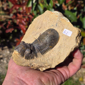 Echter Trilobit auf Muttergestein - Fossil aus Marokko – ca. 350 Mio. J., handpräpariert 10x9x5cm Nr. 32 in Hand