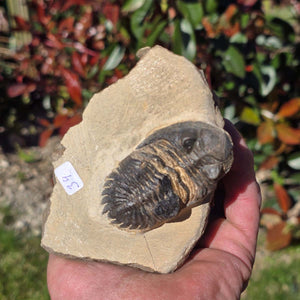 Echter Trilobit auf Muttergestein - Fossil aus Marokko – ca. 350 Mio. J., handpräpariert 10x8x5cm Nr. 34.