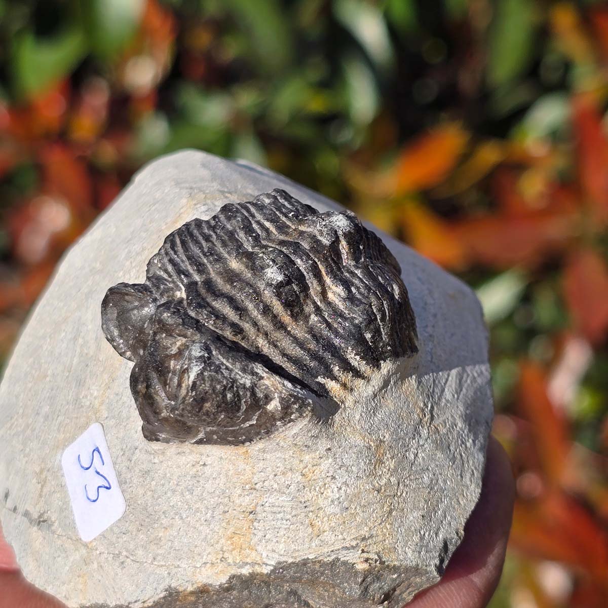 Echter Trilobit auf Muttergestein - Fossil aus Marokko – ca. 350 Mio. J., handpräpariert 8x7x5cm Nr. 53.