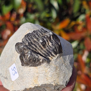 Echter Trilobit auf Muttergestein - Fossil aus Marokko – ca. 350 Mio. J., handpräpariert 8x7x5cm Nr. 53.