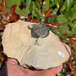 Echter Trilobit auf Muttergestein - Fossil aus Marokko – ca. 350 Mio. J., handpräpariert 13x8x9cm Nr. 19.