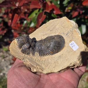 Echter Trilobit auf Muttergestein - Fossil aus Marokko – ca. 350 Mio. J., handpräpariert 10x9x5cm Nr. 32 in der Hand.