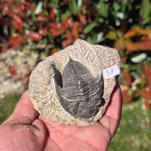 Echter Trilobit auf Muttergestein - Fossil aus Marokko – ca. 350 Mio. J., handpräpariert 8x7x5cm Nr. 37
