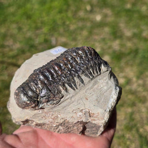 Echter Trilobit auf Muttergestein - Fossil aus Marokko – ca. 350 Mio. J., handpräpariert 10x7x4cm Nr. 30