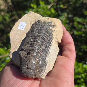 Echter Trilobit auf Muttergestein - Fossil aus Marokko – ca. 350 Mio. J., handpräpariert 11x7x5cm Nr. 29
