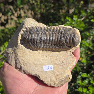 Echter Trilobit auf Muttergestein - Fossil aus Marokko – ca. 350 Mio. J., handpräpariert 11x9x4cm Nr. 26 in Hand