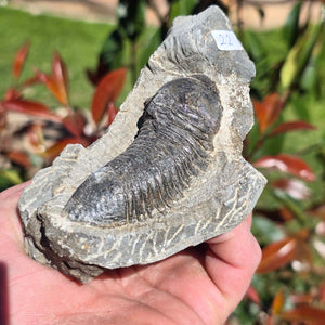 Echter Trilobit auf Muttergestein - Fossil aus Marokko – ca. 350 Mio. J., handpräpariert 11x7x4cm Nr. 22