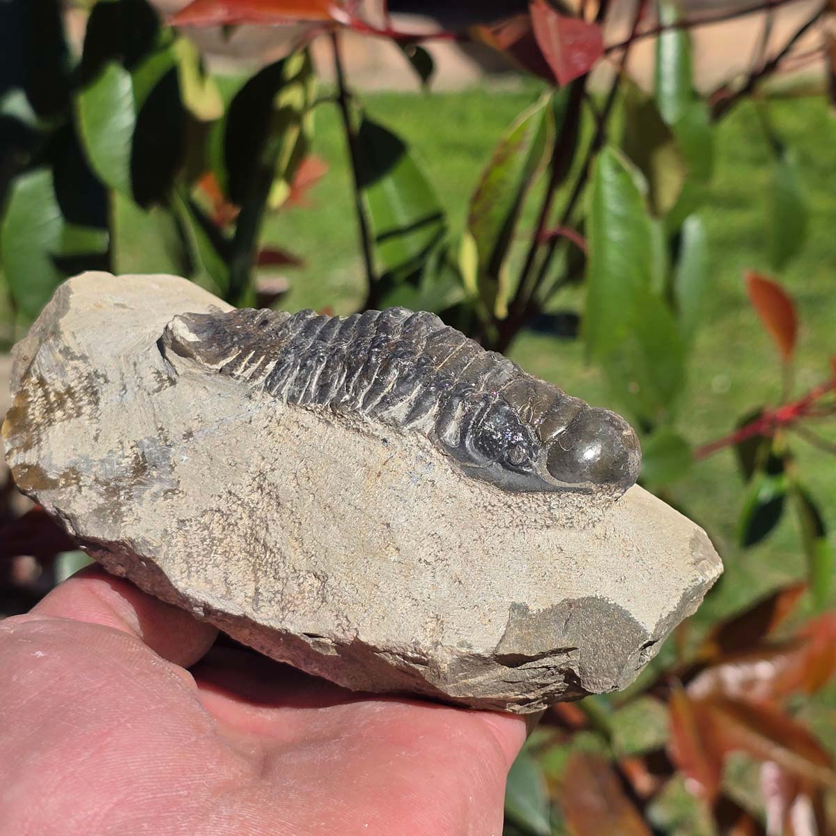 Echter Trilobit auf Muttergestein - Fossil aus Marokko – ca. 350 Mio. J., handpräpariert 13x8x6cm Nr. 7