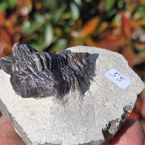 Echter Trilobit auf Muttergestein - Fossil aus Marokko – ca. 350 Mio. J., handpräpariert 8x7x5cm Nr. 55