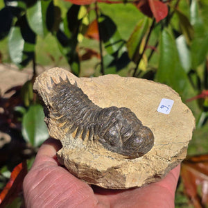 Echter Trilobit auf Muttergestein - Fossil aus Marokko – ca. 350 Mio. J., handpräpariert 11x10x6cm Nr. 9.