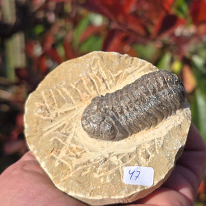 Echter Trilobit auf Muttergestein - Fossil aus Marokko – ca. 350 Mio. J., handpräpariert 9x8x3cm Nr. 47.