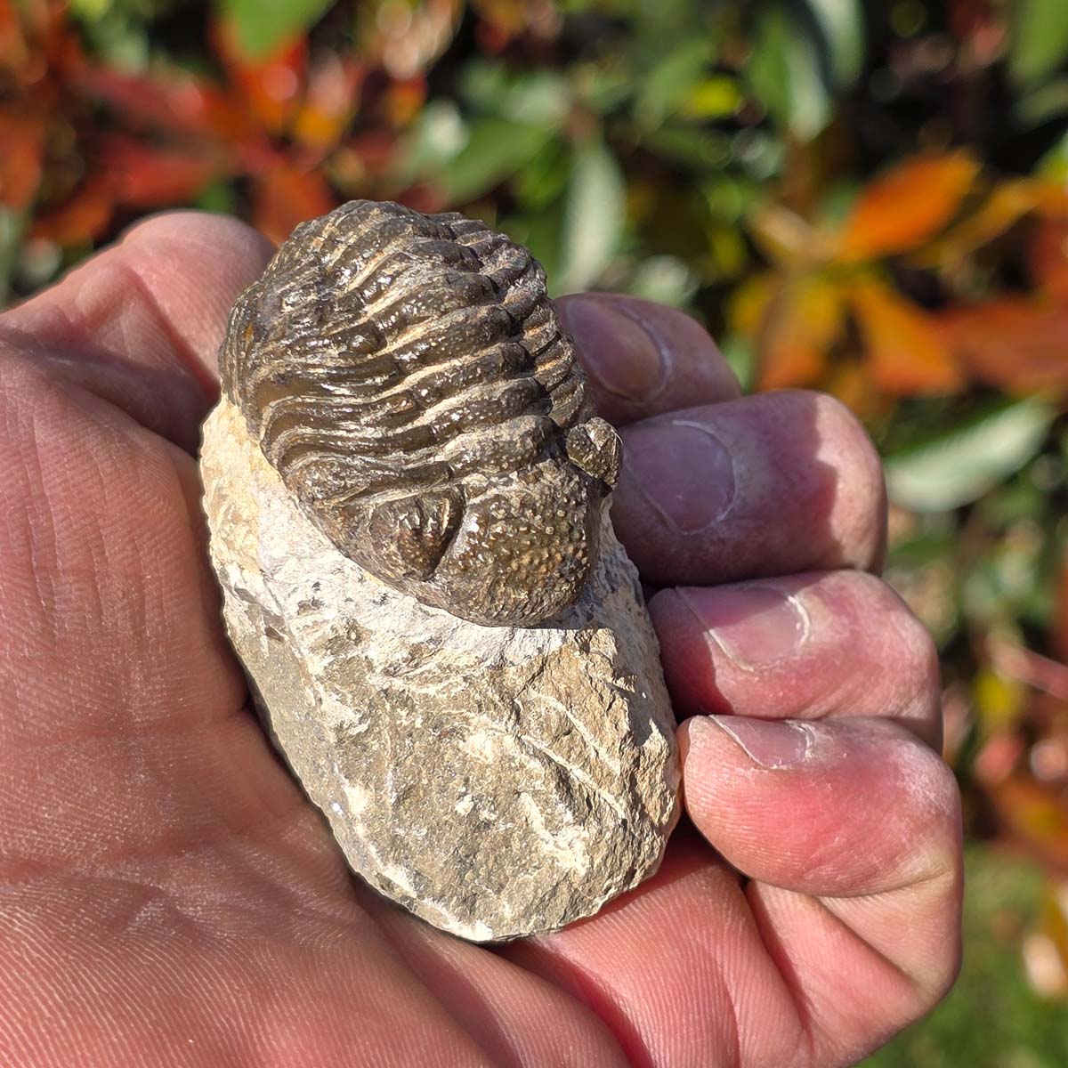 Echter Trilobit auf Muttergestein - Fossil aus Marokko – ca. 350 Mio. J., handpräpariert 6x5x3cm Nr. 50 in Hand gehalten
