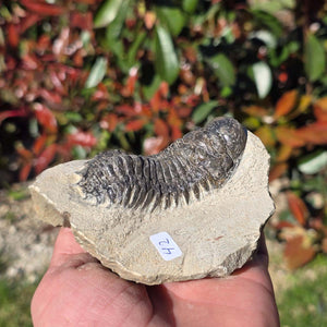 Echter Trilobit auf Muttergestein - Fossil aus Marokko – ca. 350 Mio. J., handpräpariert 10x7x5cm Nr. 42