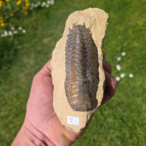 Echter Trilobit auf Muttergestein aus Marokko, handpräpariert, ca. 350 Millionen Jahre alt, Größe 15x7x5cm.