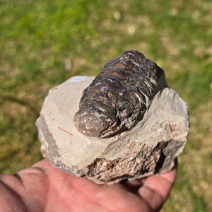 Echter Trilobit auf Muttergestein - Fossil aus Marokko – ca. 350 Mio. J., handpräpariert 10x7x4cm Nr. 30