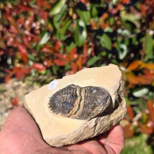 Echter Trilobit auf Muttergestein - Fossil aus Marokko – ca. 350 Mio. J., handpräpariert 10x8x5cm Nr. 34.