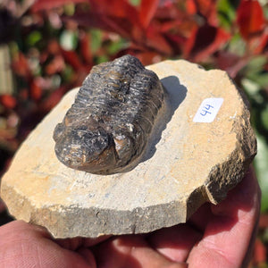 Echter Trilobit auf Muttergestein - Fossil aus Marokko – ca. 350 Mio. J., handpräpariert 10x9x5cm Nr. 44 in der Hand.