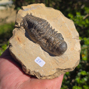 Echter Trilobit auf Muttergestein - Fossil aus Marokko – ca. 350 Mio. J., handpräpariert 11x10x5cm Nr. 27.